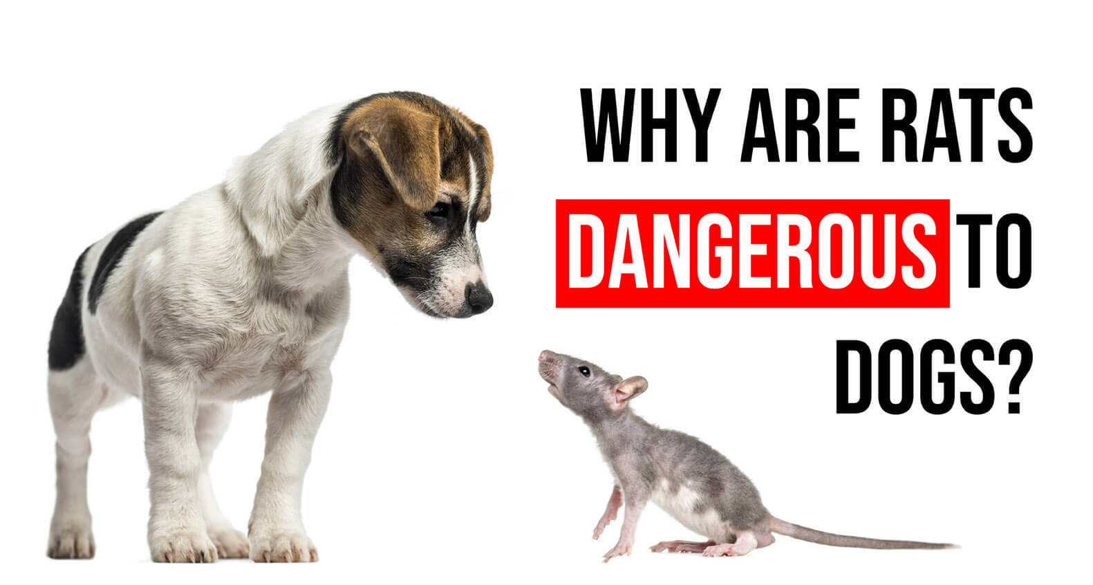 Why Are Rats Dangerous to Dogs_denver
