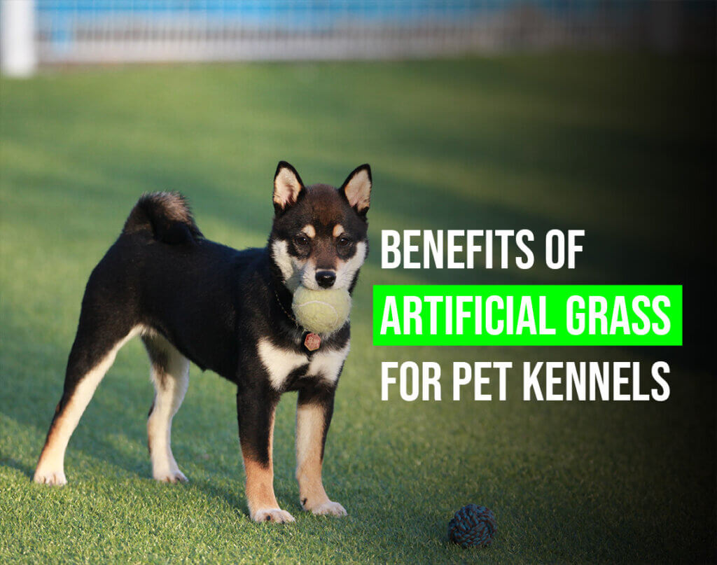 Benefits of Artificial Grass for Pet Kennels
